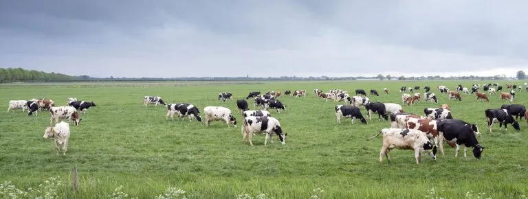 case-study-a2milk